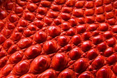 Tatlısu timsahı göbek cilt doku arka plan. Tatlısu timsahı 