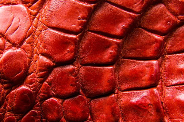 Édesvízi Krokodil Hasa Bőr Textúra Háttér Kép Édesvízi Krokodil Crocodylus — Stock Fotó