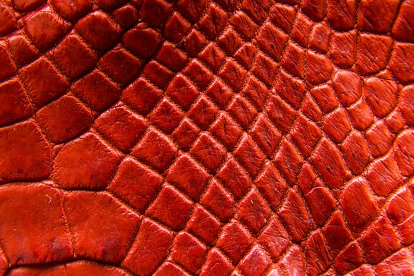 Fundo Textura Pele Barriga Crocodilo Água Doce Esta Imagem Crocodilo — Fotografia de Stock