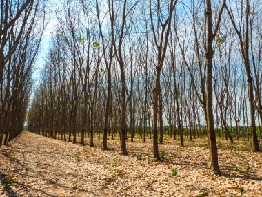 Mavi gökyüzü olan ölü ağaç, Tayland 'ın kış çayırlarının doğasında..