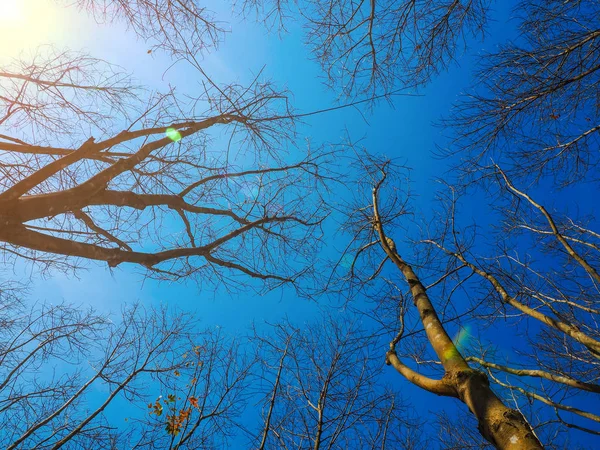 Мертвое Дерево Голубым Небом Природном Ландшафте Зимнего Мегаполиса Таиланда — стоковое фото