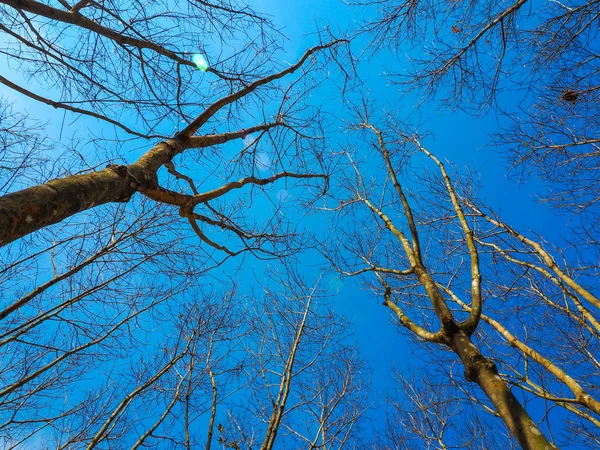 Dead Tree Blue Sky Nature Landscape Winter Meadow Thailand — Stock Photo, Image