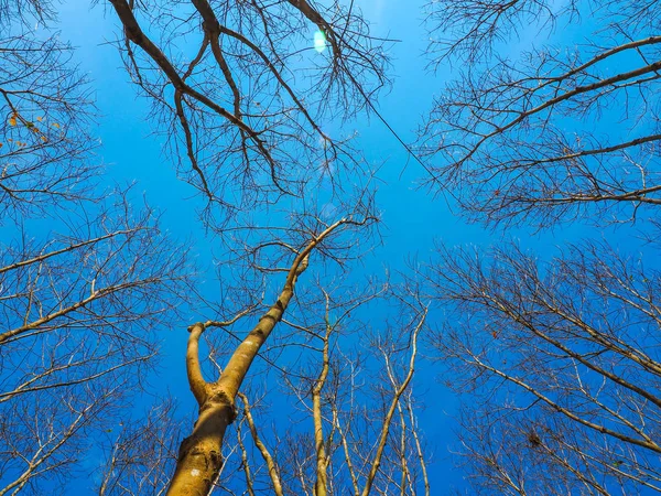 Árvore Morta Com Céu Azul Paisagem Natureza Prado Inverno Tailândia — Fotografia de Stock
