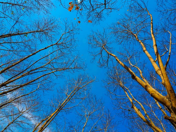 Мертвое Дерево Голубым Небом Природном Ландшафте Зимнего Мегаполиса Таиланда — стоковое фото