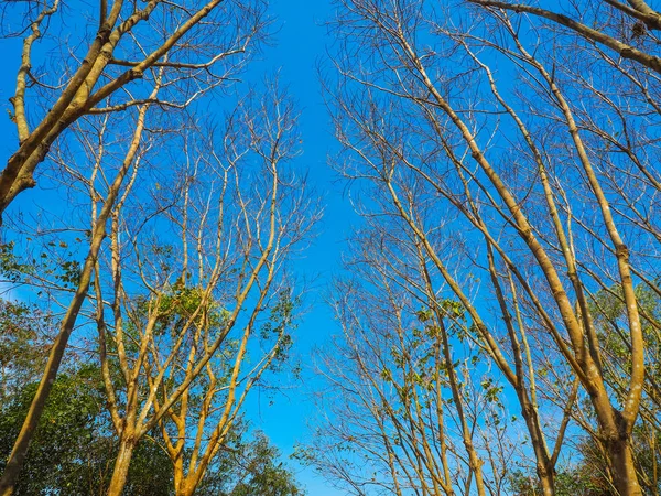 Dode Boom Met Blauwe Lucht Natuur Landschap Van Winter Weide — Stockfoto