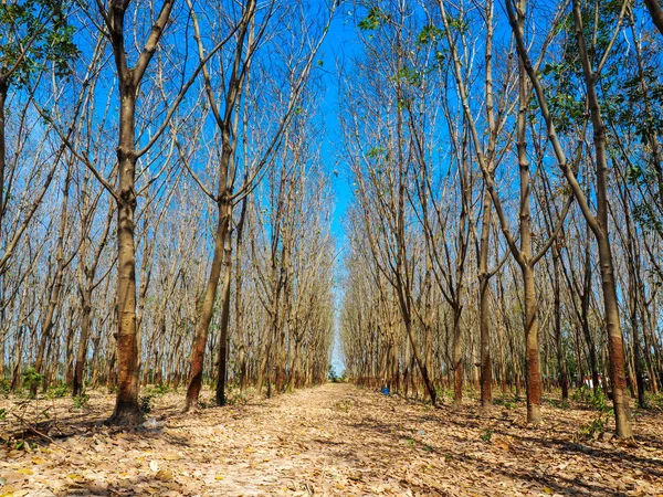 枯树蓝天 在泰国冬季草甸的自然景观中 — 图库照片