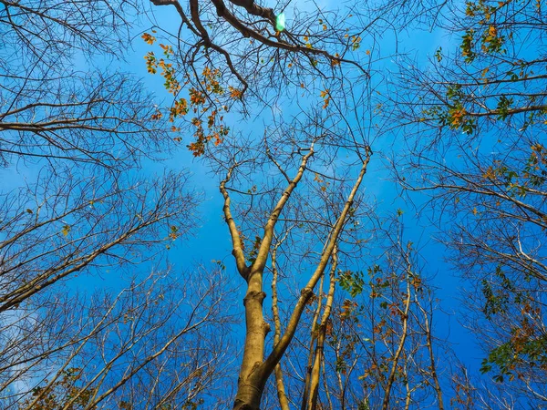 Toter Baum Mit Blauem Himmel Der Naturlandschaft Der Winterwiese Von — Stockfoto