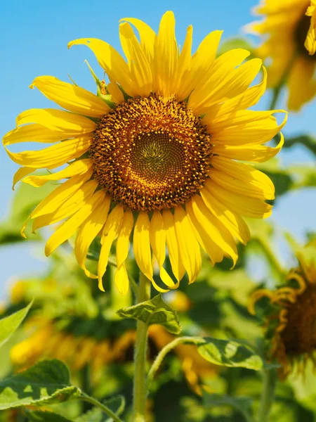 Närbild Solros Med Blå Himmel Och Natur Bakgrund — Stockfoto