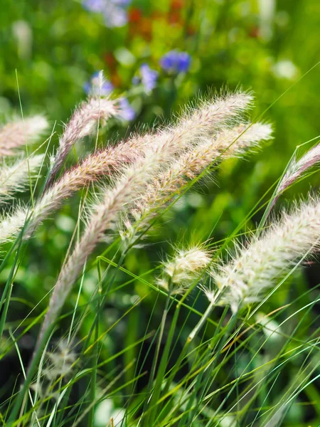 Poaceae Grass Flowers Field Pink Brown Grass Nature Landscape Winter — стокове фото