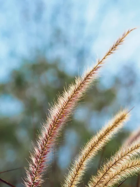 Poaceae Çimen Çayırı Pembe Kahverengi Çimen Tayland Kış Çayırlarının Doğasında — Stok fotoğraf