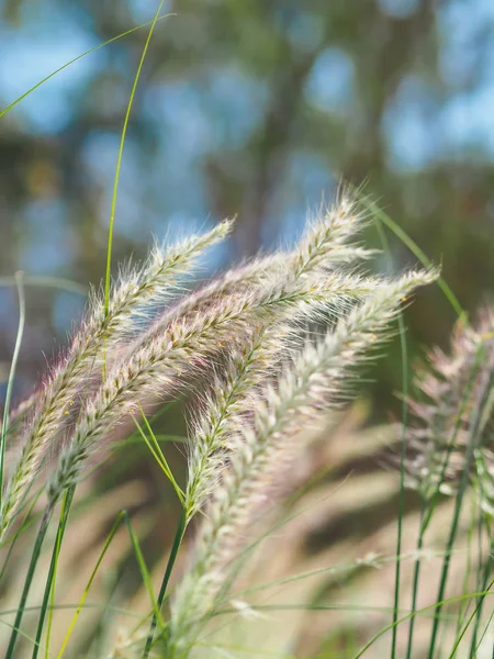 Poaceae Çimen Çayırı Pembe Kahverengi Çimen Tayland Kış Çayırlarının Doğasında — Stok fotoğraf