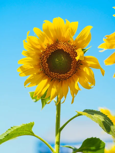 Närbild Solros Med Blå Himmel Och Natur Bakgrund — Stockfoto