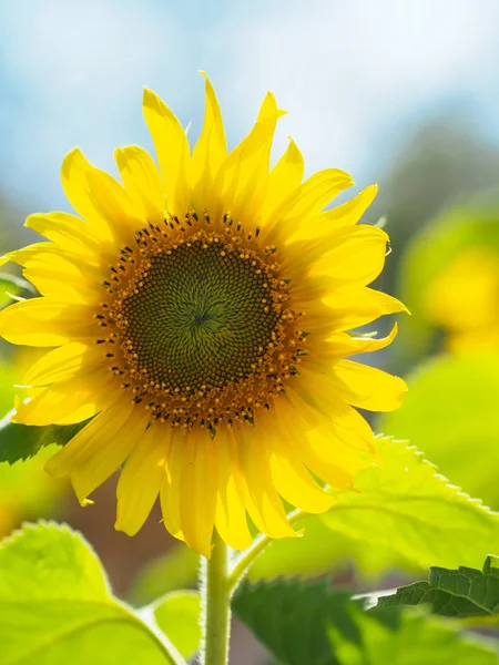 Närbild Solros Med Blå Himmel Och Natur Bakgrund — Stockfoto