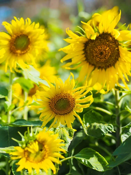 Närbild Solros Med Blå Himmel Och Natur Bakgrund — Stockfoto