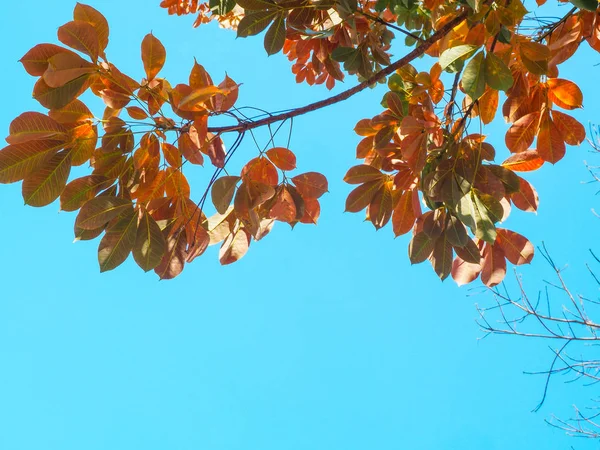 Осенние Листья Природном Ландшафте Зимнего Луга Таиланда Голубом Небе — стоковое фото