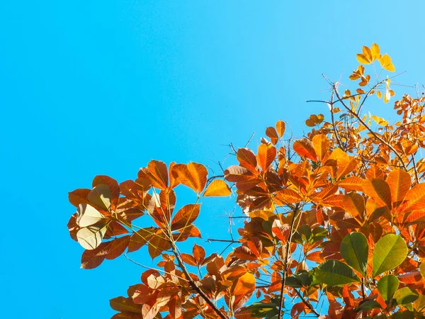 Höstlöv Naturen Landskap Vintern Äng Thailand Det Blå Himmelsfältet — Stockfoto