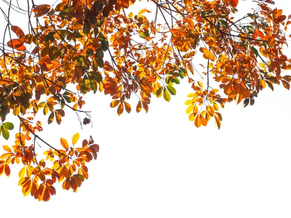Ветвь Осени Листья Изолированы Белом Фоне — стоковое фото