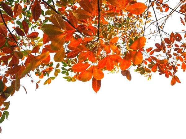 Branch of Autumn leaves isolated on the white background.