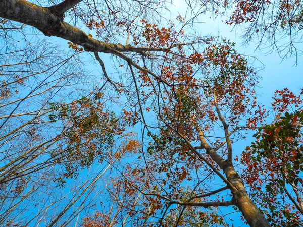 Höstlöv Träd Med Blå Himmel Naturen Landskap Vinteräng Thailand — Stockfoto