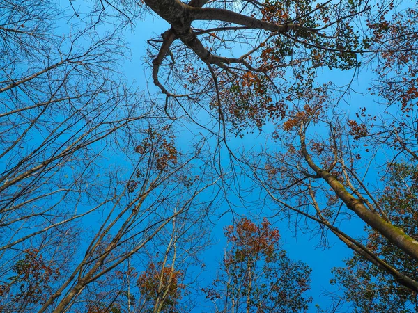 Осенние Листья Дереве Голубым Небом Природном Ландшафте Зимнего Луга Таиланда — стоковое фото