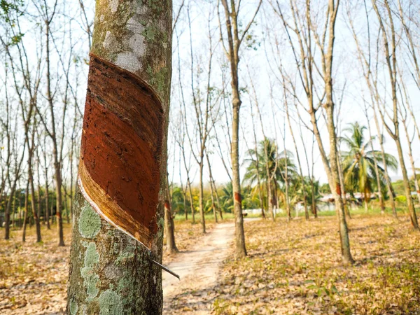 ゴムの木とラテックスで満たされたボウル — ストック写真