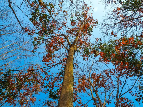 Осенние Листья Дереве Голубым Небом Природном Ландшафте Зимнего Луга Таиланда — стоковое фото