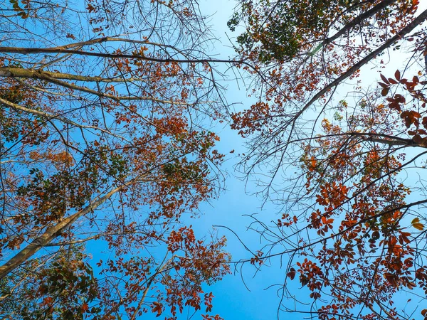 Höstlöv Träd Med Blå Himmel Naturen Landskap Vinteräng Thailand — Stockfoto