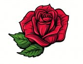 Červené růže kreslený