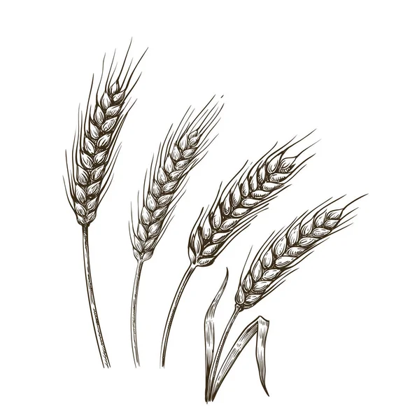 Chicchi di grano schizzo — Vettoriale Stock
