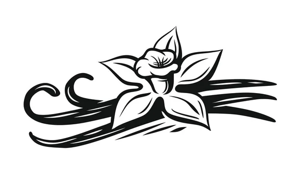 Vector de flor de vainilla — Vector de stock