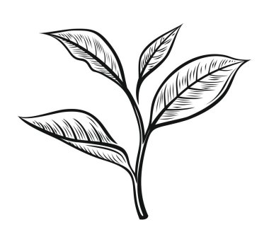 Vektör çay yaprakları