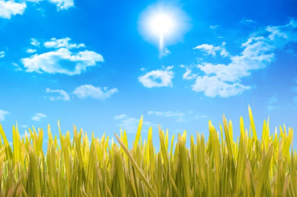 Hierba verde y cielo azul con nubes — Foto de Stock