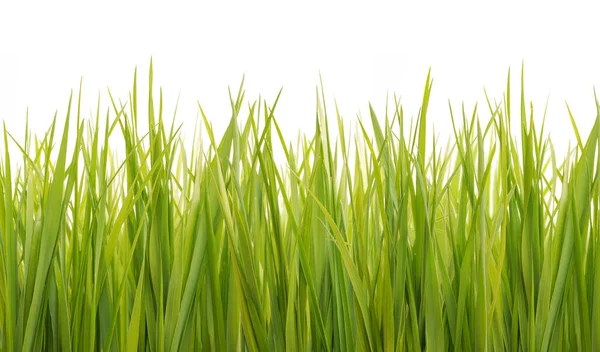 Färskt grönt gräs isolerat på vitt — Stockfoto