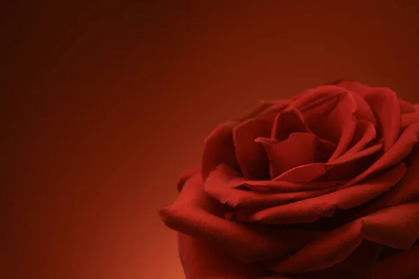 赤の背景に赤いバラ — ストック写真
