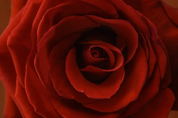 Червона красива розквітла троянда крупним планом — стокове фото