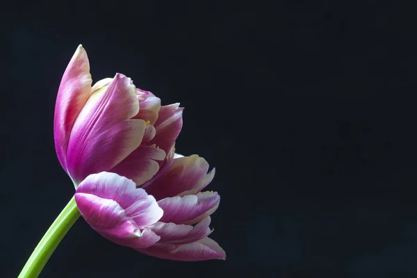 Lila Tulpe entfaltet sich auf schwarzem Hintergrund — Stockfoto