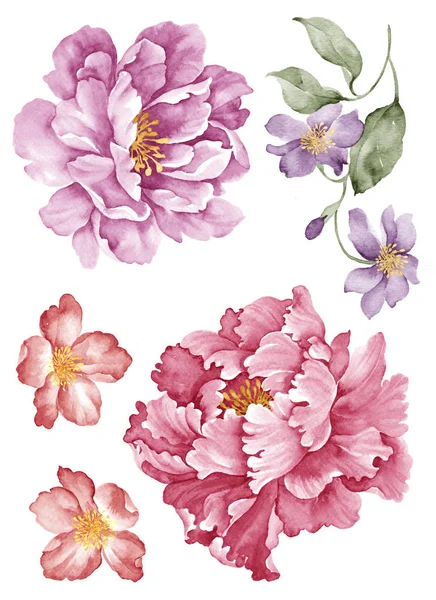 Watercolor illustration flower — Stock Photo, Image