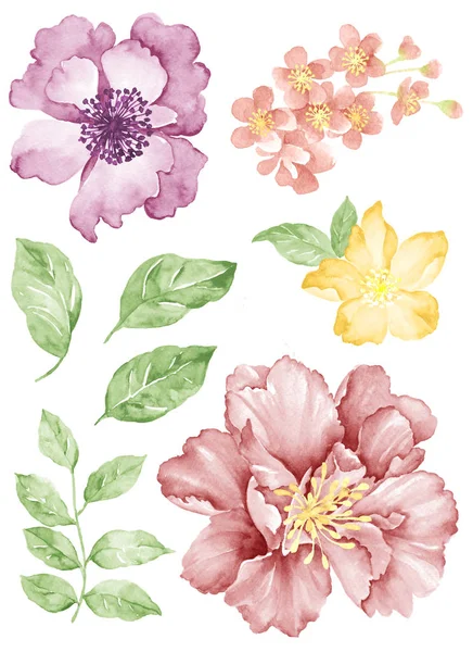 Aquarell Illustration Blume — Stockfoto