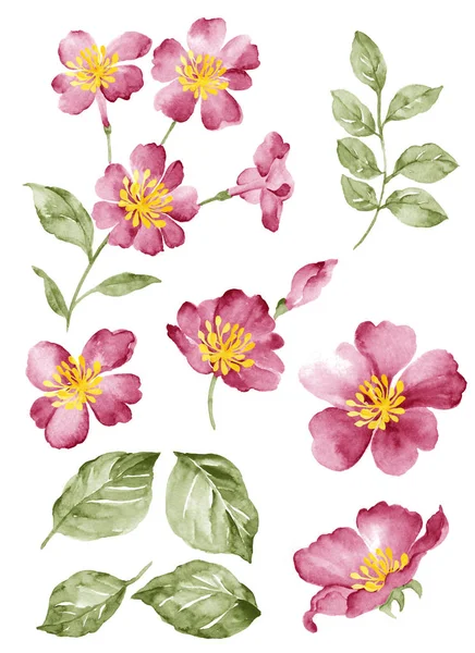 Aquarel illustratie bloem — Stockfoto