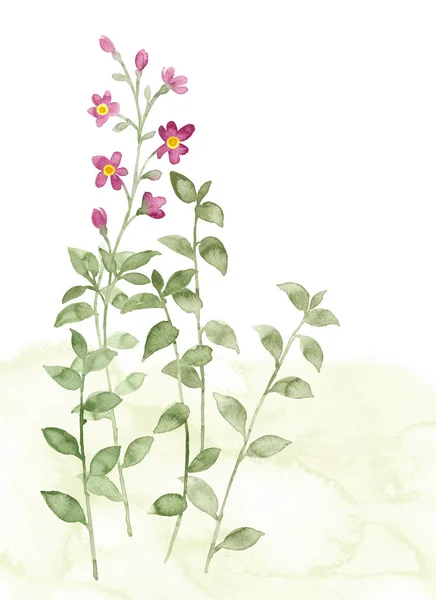 Acuarela flor ilustración — Foto de Stock