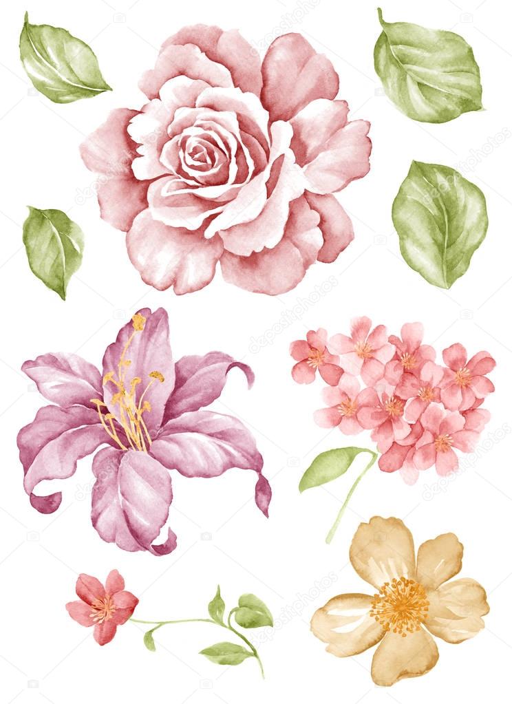 watercolor illustration flower