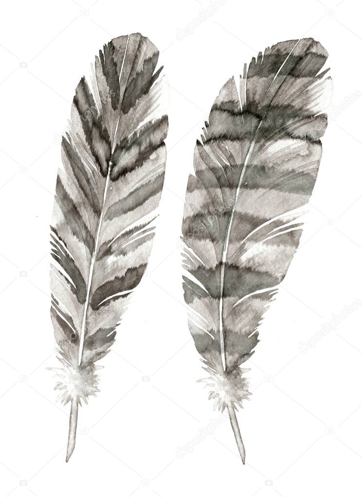 Feathers painted with watercolors 
