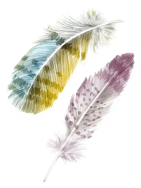 Φτερά Βαμμένα Ακουαρέλες Λευκό Φόντο — Φωτογραφία Αρχείου