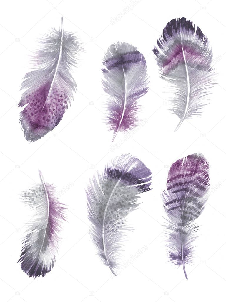 Feathers painted with watercolors on white background.