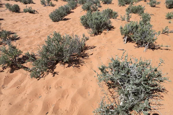 Prickly vegetation in the desert sands in the Glen Canyon — Stock Photo, Image