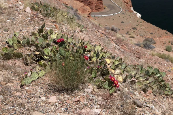 Flowering cacti near Lake Powell in the Glen Canyon — Stock Photo, Image