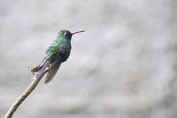 Cuban Hummingbird, bee hummingbird, zunzuncito- Cuba