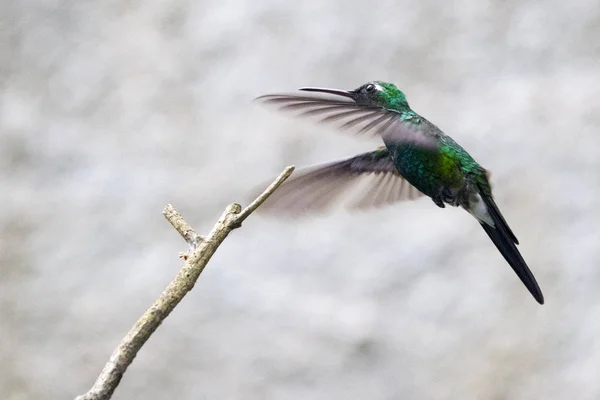 Cuban Hummingbird, bee hummingbird, zunzuncito- Cuba