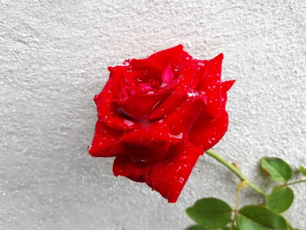 Red rose flower in a real life garden