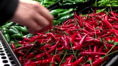 Kadın eli kırmızı biber toplama içinde gıdalar deposuna kaydetme